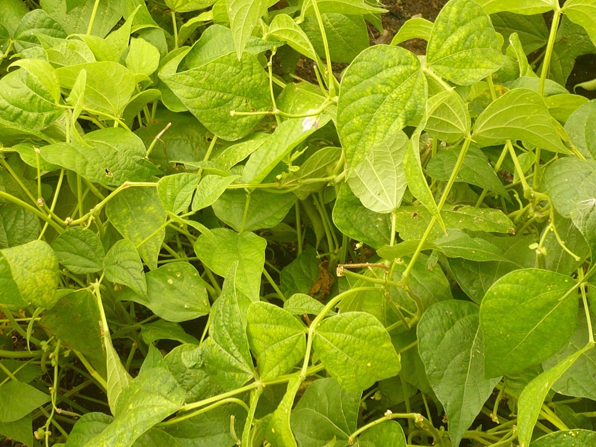 Phaseolus vulgaris (Fabaceae)